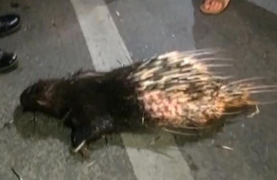 Sepahijala’s reserved animal Hedgehog died in Road Mishap on National Highway Sepahijala’s reserved animal Hedgehog died in Road Mishap on National Highway